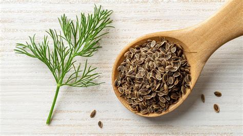  Dill Seeds – Luomuviljelystä Yrttiteihin ja Mausteisiin!