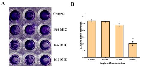  Juglone - Antibacterial Agent for Sustainable Energy Solutions?!